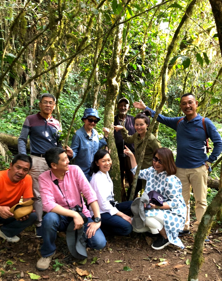 In Search of the Oldest Arabica Coffee Tree— by Leesan