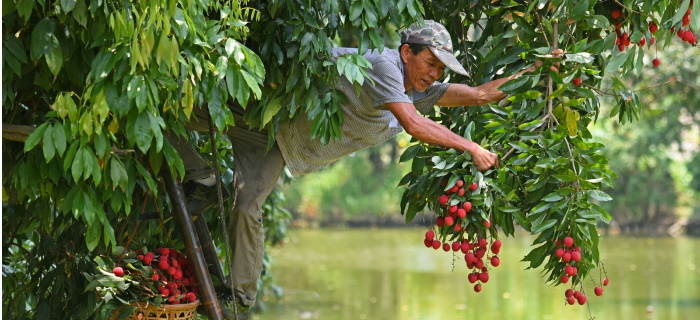 China Putien Lychee 1