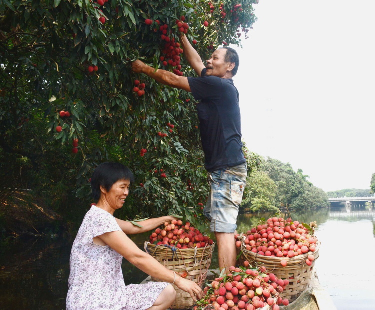 美丽福建:莆田荔枝 Putien Lychee 4 1