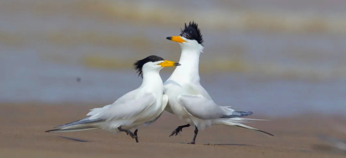 11 8 Nov MigrantBird 101