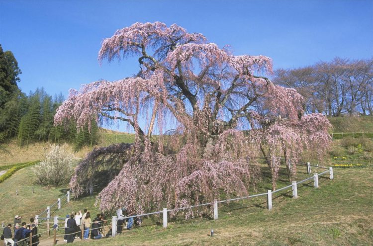 日本東北春暖花开的千年约定 Sakura 1 E1735038652180
