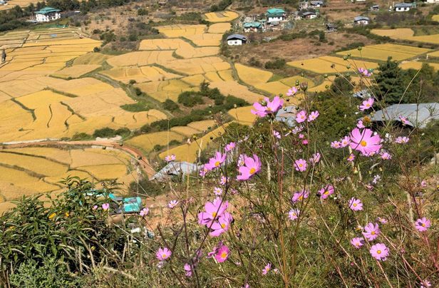 Pink cosmos flowers overlook fields.