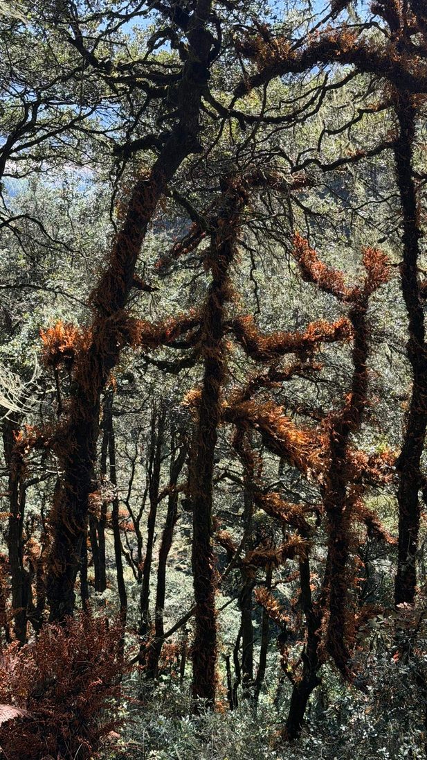 Mossy trees in a forest