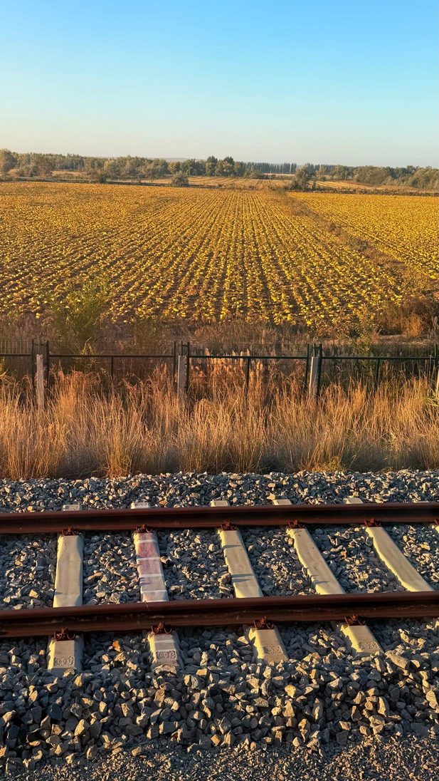李桑 ‧ 乘坐“锦绣天府号”列车 ‧ 悠游南北疆10488公里文 Sunflower field and railroad tracks.